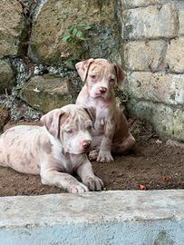 American bully cuccioli XL