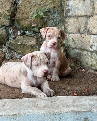 American bully cuccioli XL