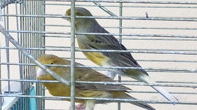 Canarini Timbrado Spagnolo