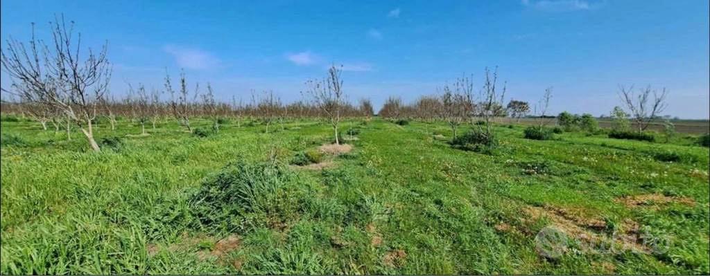 Immobile in asta di 60805 m² a Villadose - Vista 3