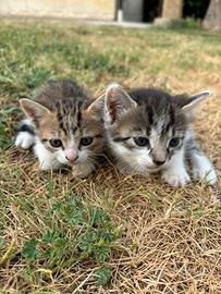 2 Gattine