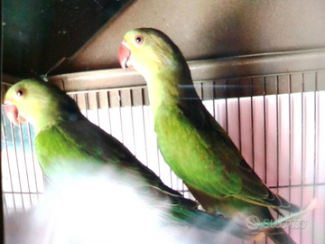 Parrocchetti dal collare