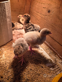 Tacchini rosso di Borbone