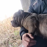 American bully micro femmina adulta