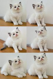 Crisragdoll Ragdoll