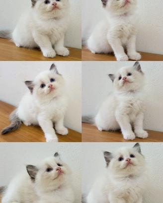 Crisragdoll Ragdoll