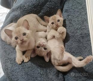 Gattini Burmesi Europei Chocolate Brown e Lilla