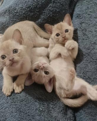 Gattini Burmesi Europei Chocolate Brown e Lilla