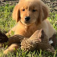 Golden Retriever Linea Americana