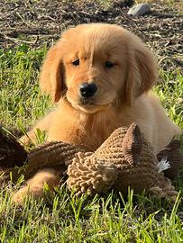 Golden Retriever Linea Americana