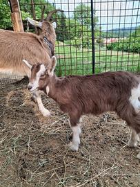 Capretta bionda dell'Adamello