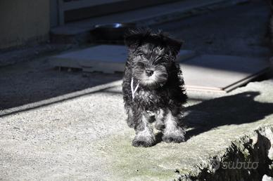 Cuccioli schnauzer nano nero argento