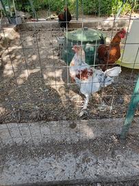 Pollastre e galletti Marans
