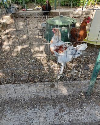 Pollastre e galletti Marans