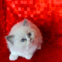 Cuccioli di Ragdoll con pedigree