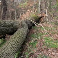 Pianta rovere quercia da ardere o altri usi