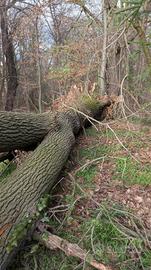 Pianta rovere quercia da ardere o altri usi