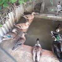 Anatre germani mignon call duck