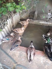 Anatre germani call duck