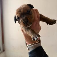 Mix cuccioli vogliono amore