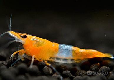 Gamberi nani caridine e neocaridine per acquario