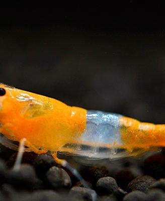 Gamberi nani caridine e neocaridine per acquario