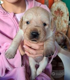 Disponibili Cuccioli di Labrador Retriver