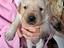 Immagine 1