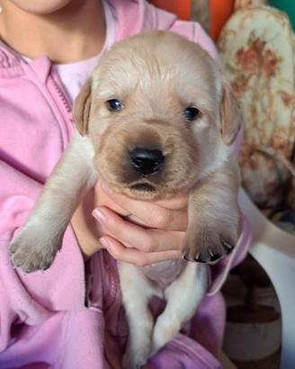 Disponibili Cuccioli di Labrador Retriver
