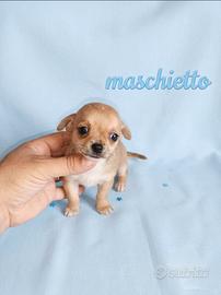 Chihuahua mini toy