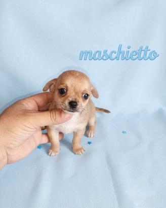 Chihuahua mini toy