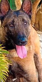 Pastore belga malinois