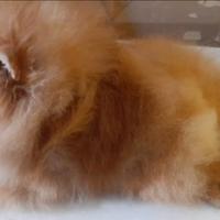 Copia di spiz Pomerania