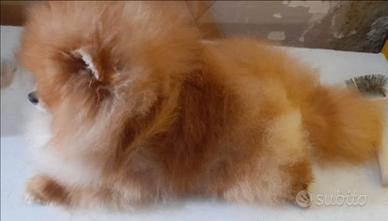 Copia di spiz Pomerania