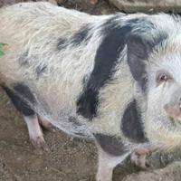 Maialino thailandese