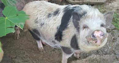 Maialino thailandese