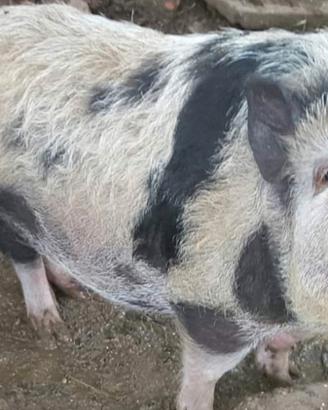 Maialino thailandese