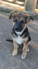 Cucciolo in adozione