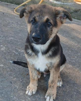 Cucciolo in adozione
