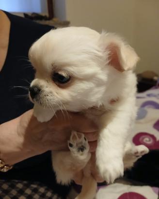 Chihuahua