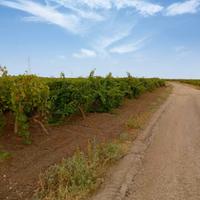 Terreno agricolo Puglia