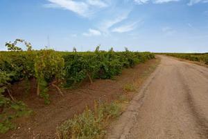 Terreno agricolo Puglia