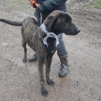 Adozione urgentissima mix galgo soffre il box