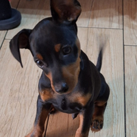 Cuccioli di zwergpinscher