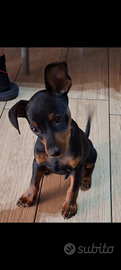 Cuccioli di zwergpinscher