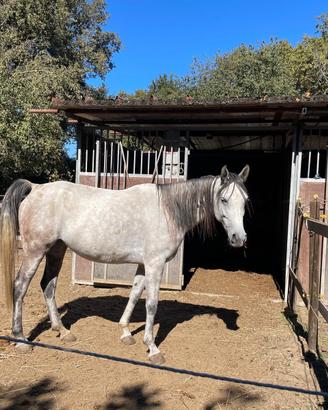 Cavallo