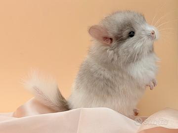 Cincillà Cucciolo Chinchilla Angora