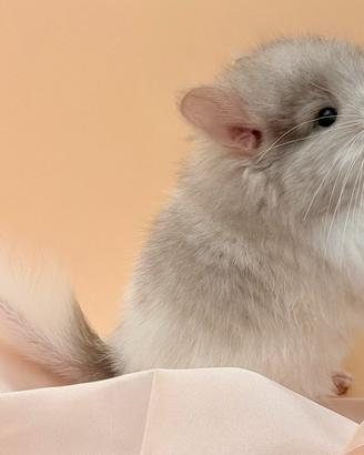 Cincillà Cucciolo Chinchilla Angora