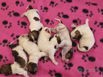 Jack Russell pedigree ENCI