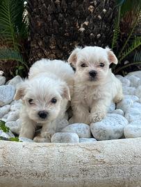 Bianchi come la neve